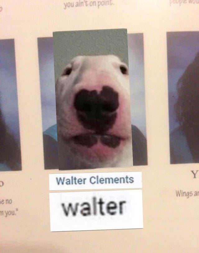 Meme Dog Walter