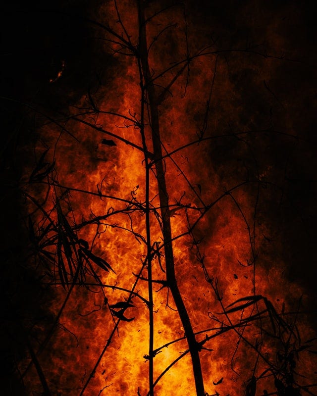 Fire consumes a tree in the night