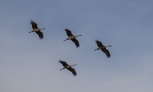 Four cranes in flight