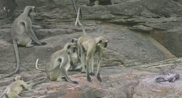 Watch These Monkeys Mourn The Death Of A Dead Robot Monkey By Mark Harris Medium