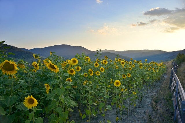 A field of sunflowers with mountains in the background.