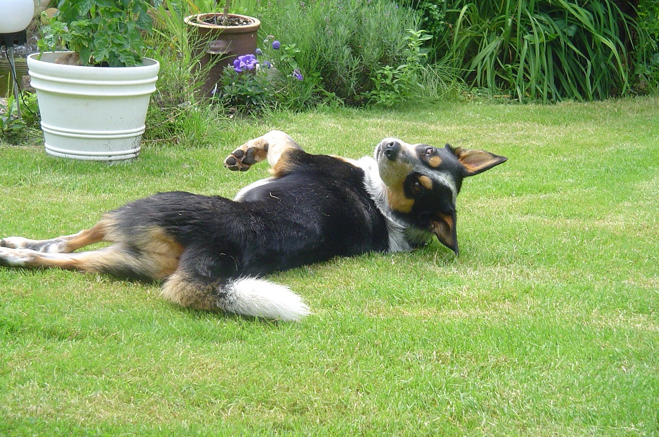 Does dog desexing lead to unwanted behaviours? | by Jo Righetti | Medium