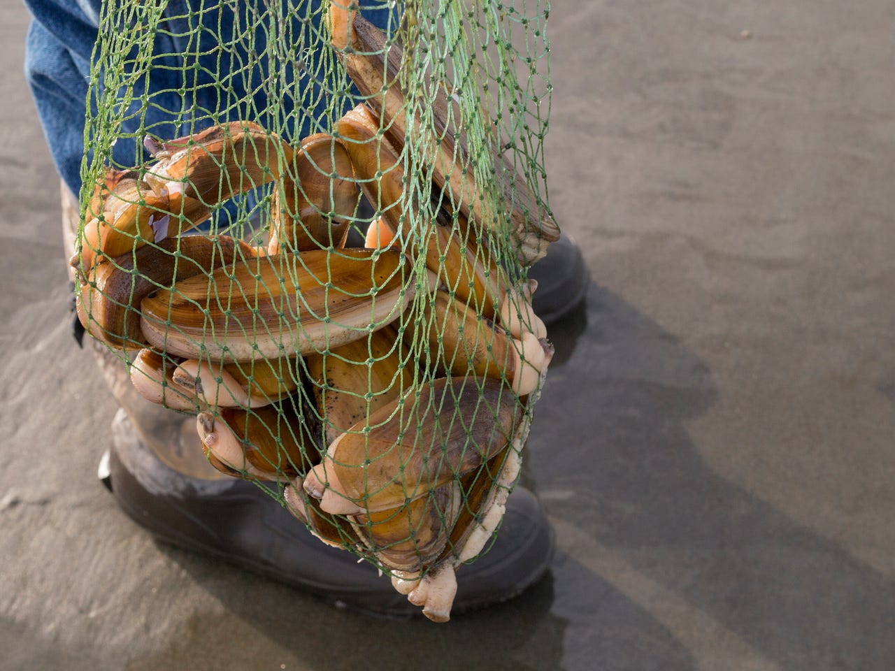 Razor Clam Digging in Washington State by Levi Robischon Medium