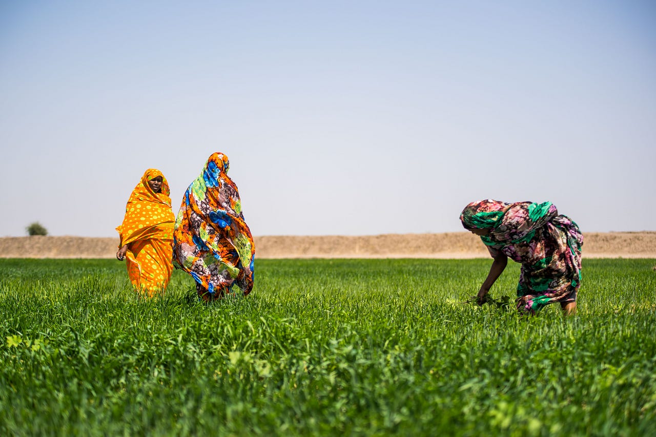 Expanding wheat farming in Sudan. Bread is an essential commodity in