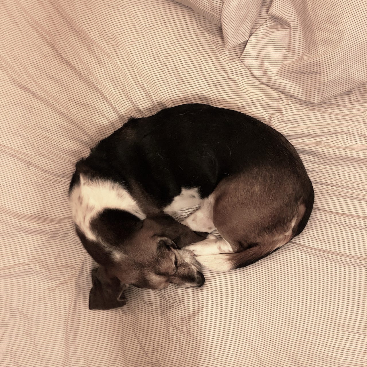 My dog is dying. My dog is dying. It feels good to say… by Chris