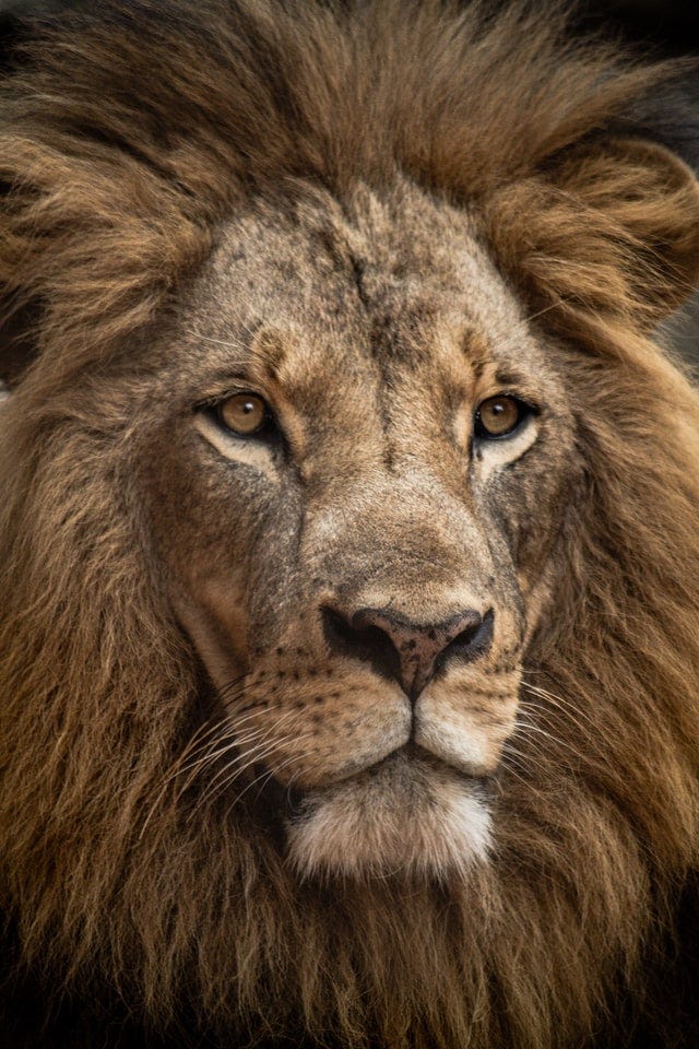 Closeup picture of lion’s face