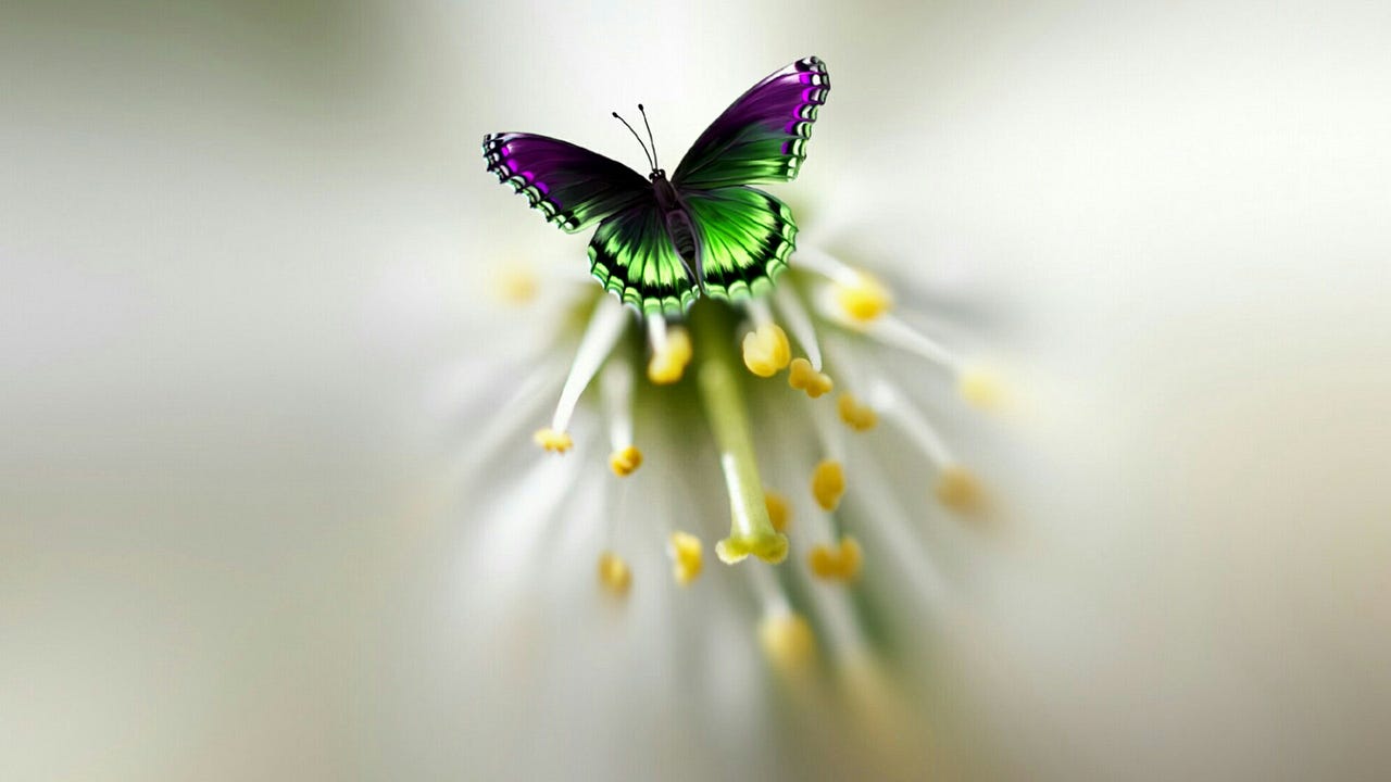 Chasing Happiness If You Chase Happiness You Will Never By Bhawana 