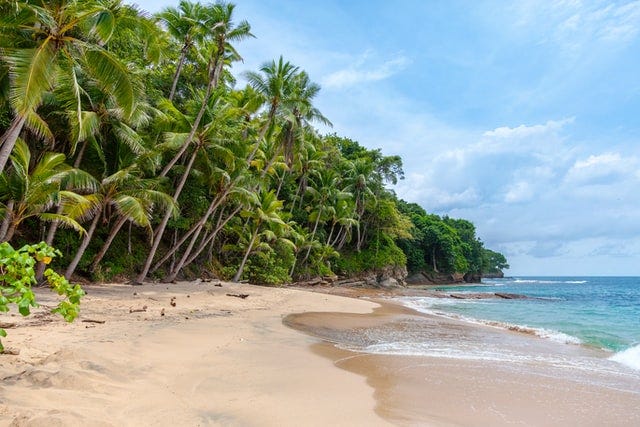 A beach in Panama with palm jungle