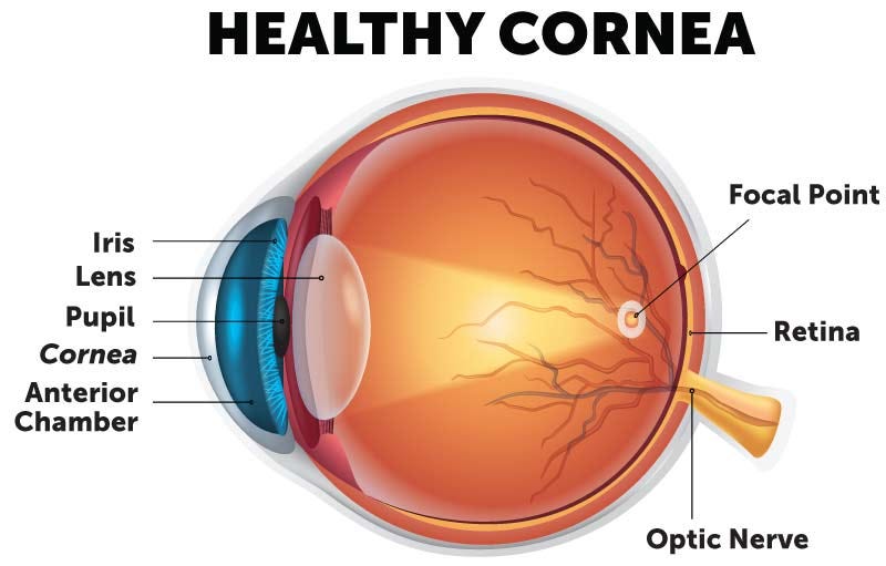 The Art Of Creating A Cornea Creating Body Parts From Scratch That By Jui K Medium