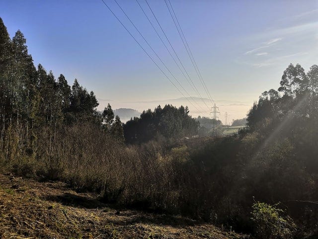 power lines running through a well vegetated section of the grid