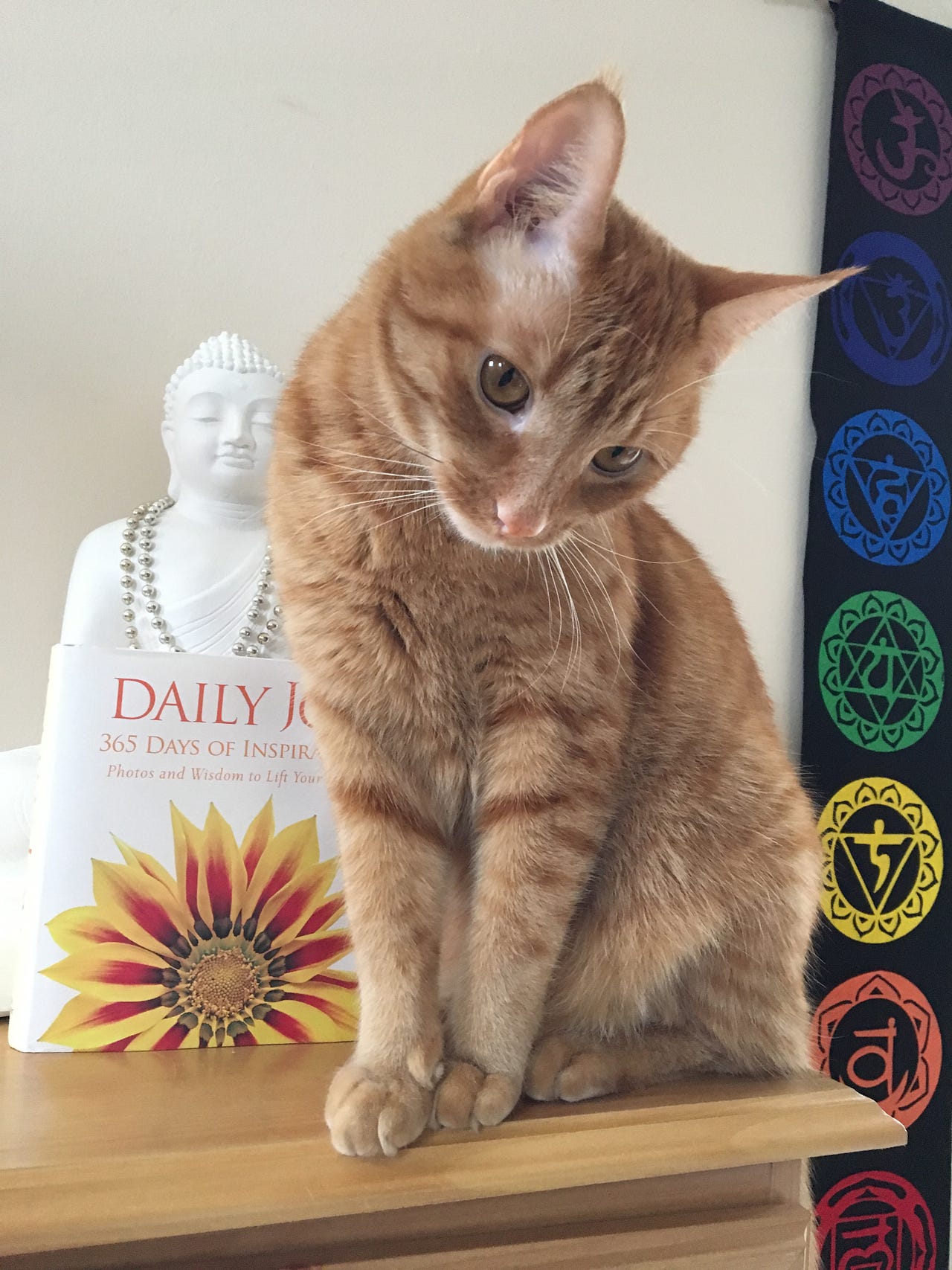 8 Life Lessons from Kevin the Cat | by Allison Deputy | Nov, 2021 | Medium