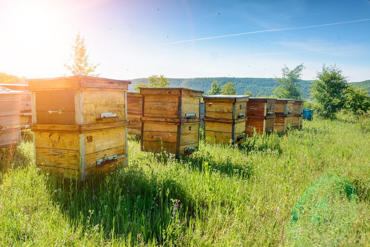 The Secret Life of Bees How Bees Contribute to Farming. by FarmGate