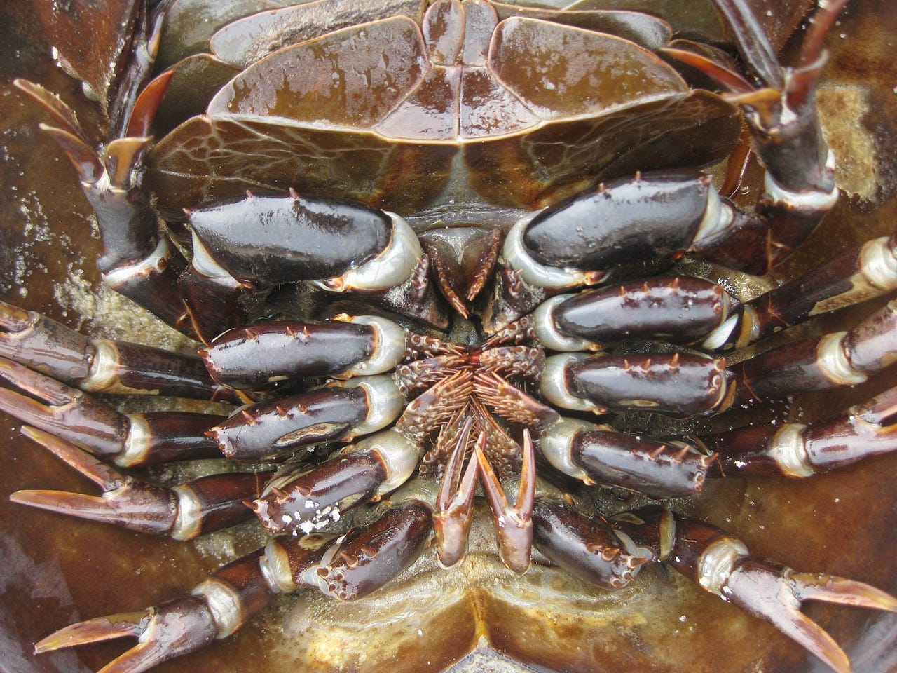 Six Reasons Horseshoe Crabs are Better Lovers than You by U.S. Fish