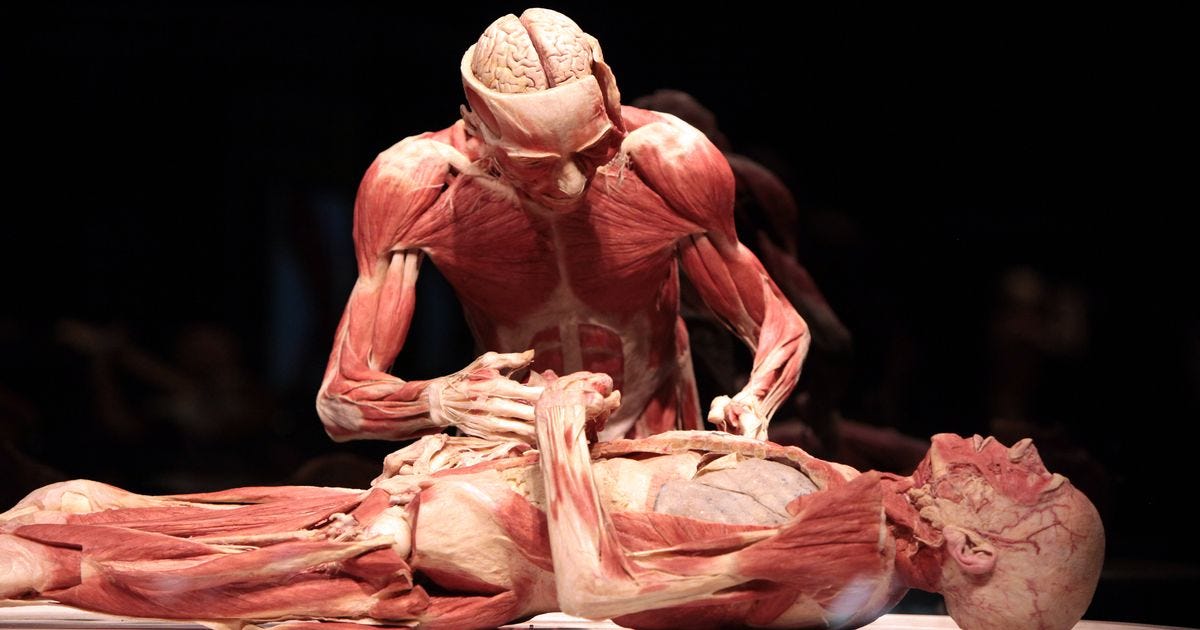 How â€˜Body Worldsâ€™ got under my skin | by Marta Michnik | Medium