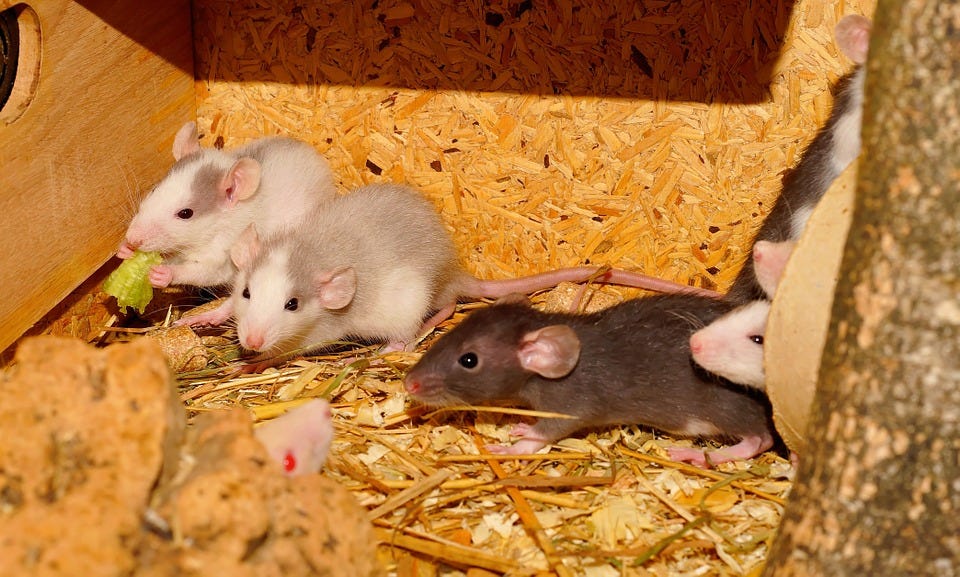 Sixteen Facts About Rats. Rats belong to a pretty select group of… by