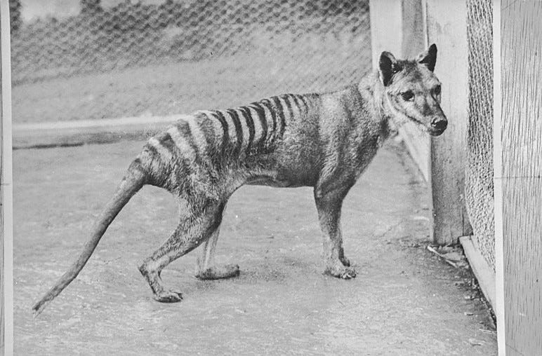 Sightings of Tasmanian Tigers. They might not be extinct after all by