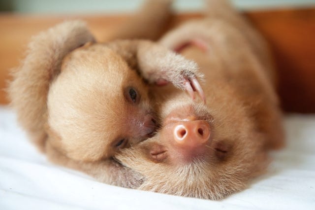 Cute Baby Sloths Taking A Bath - The Sloths Are Coming On Vimeo : We're not talking about just any sloths, though.