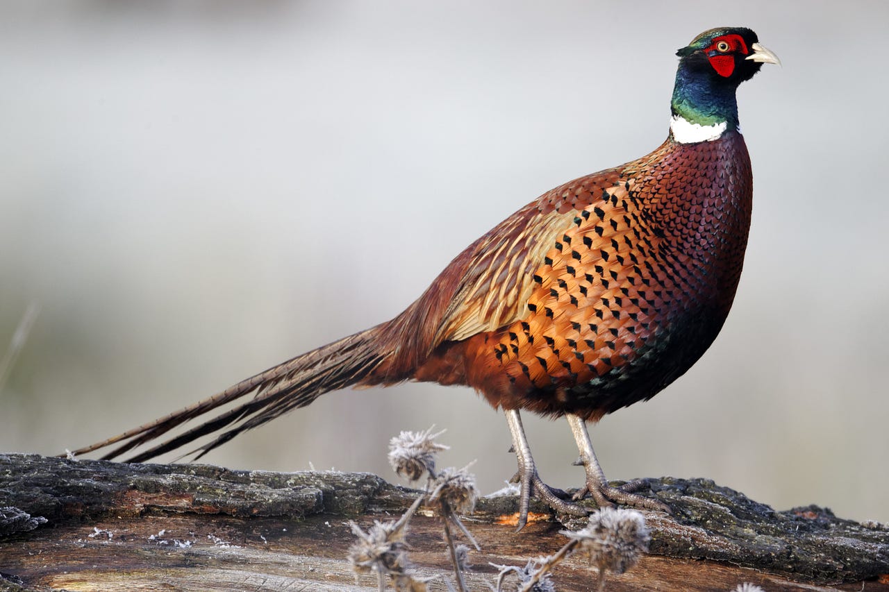 Washington Pheasant Program The Washington Department of Fish and