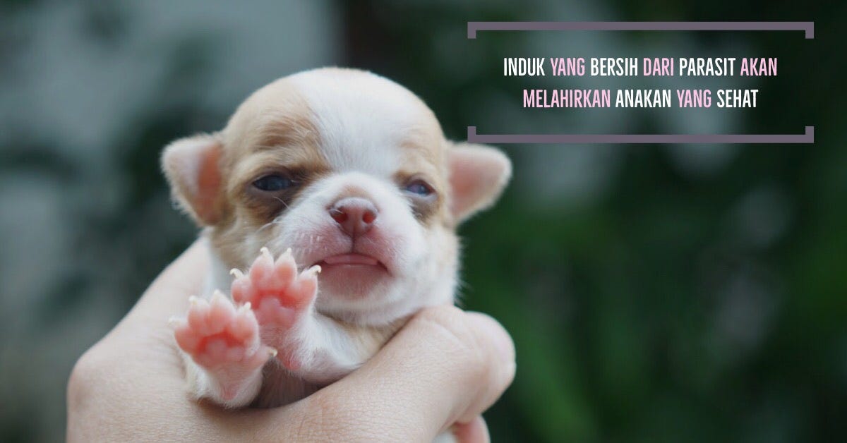 Proses perkawinan, hamil, serta persalinan pada anjing | by Mario