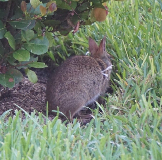 Marsh Rabbit Wrapped in Twine; Dove Trapped in Fallen Bird Feeder | by ...