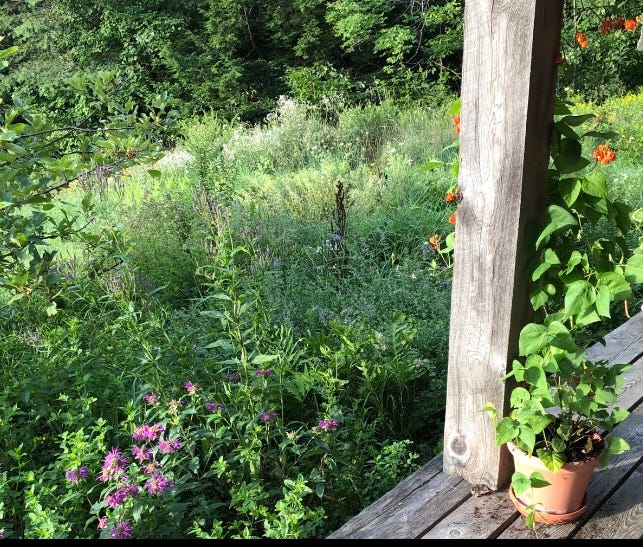 picture from the author’s front porch of a messy herb garden, scarlet runner beans climbing the post of the porch