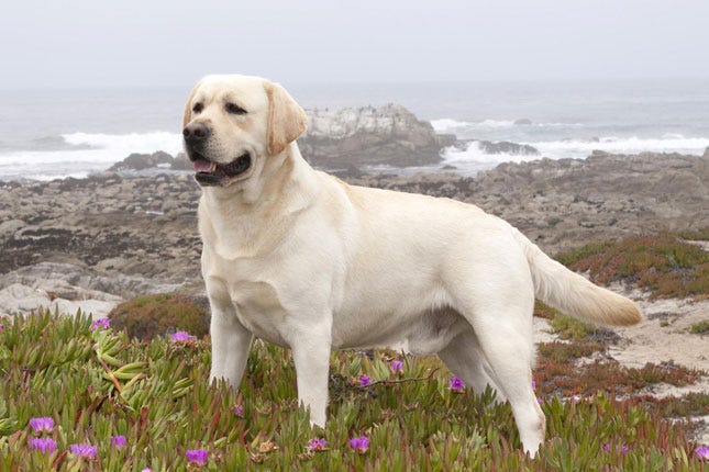 Top 10 Most Enjoyable Dog Breeds To Have As A Pet By Nelly Jason Medium