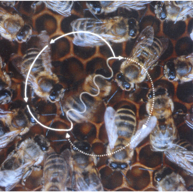 waggle dance hadoop что это. Смотреть фото waggle dance hadoop что это. Смотреть картинку waggle dance hadoop что это. Картинка про waggle dance hadoop что это. Фото waggle dance hadoop что это