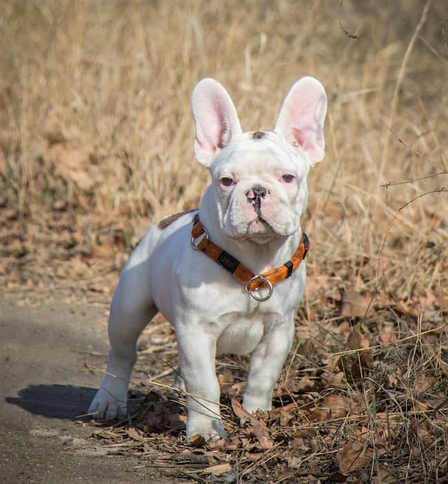 Are French Bulldogs Born With Pink Noses