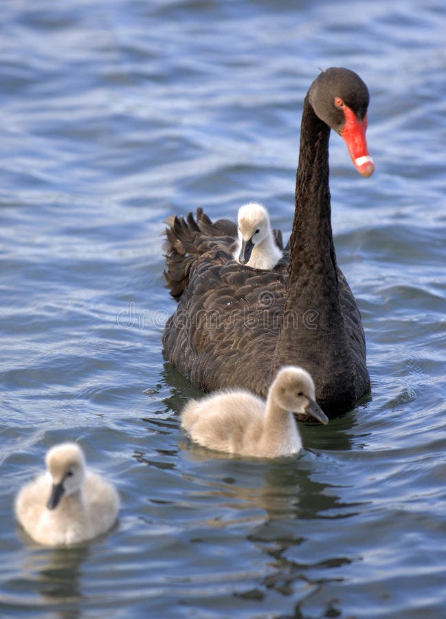 Nassim Taleb — commensement address — Black Swan — Черный лебедь Нассим Талеб