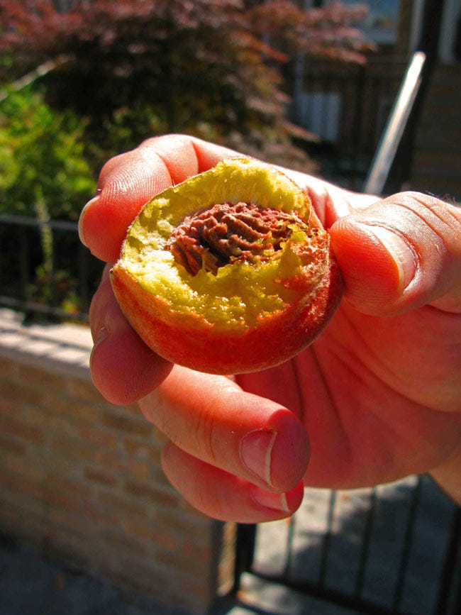 The Secret, Dreamy Peach Grove of New York City by Matthew Gallaway