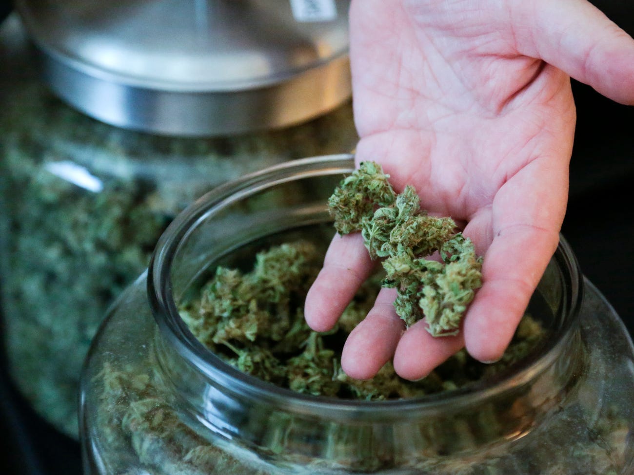 Bob Leeds, co-owner of Sea of Green Farms, shows some of the marijuana he produces during at his facility in Seattle.