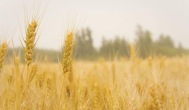 The 8 Rules To Let You Bumper Harvest Next Year