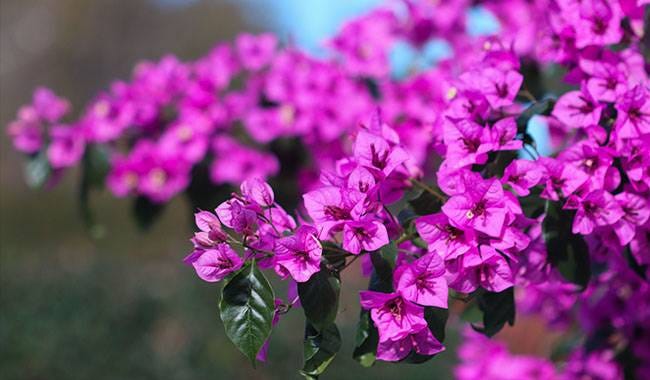 During the Active Period of Bougainvillea Growth