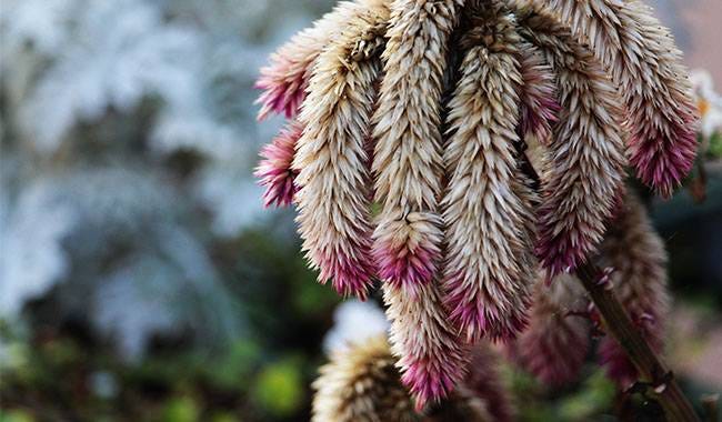What are the amaranth companion plants