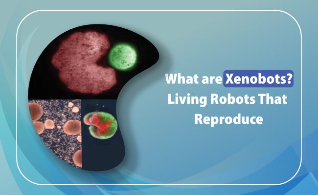 Xenobots — Verzeo