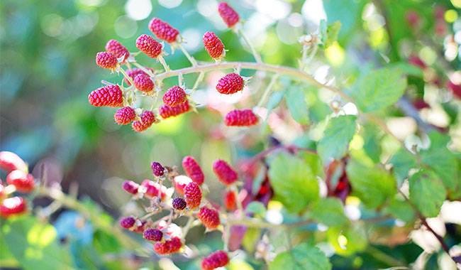 Care for raspberry bushes in late autumn