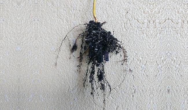 Before planting, how to Revive a Dead Plant