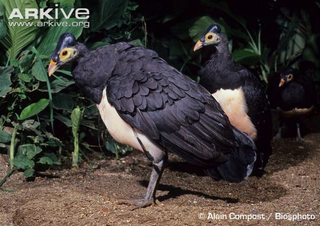 Maleo Dan Ancaman Kejahatan Hutan Geril Dwira Medium