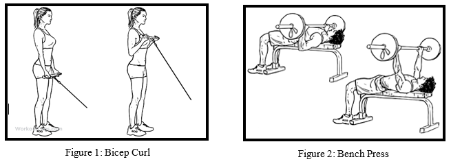 Exercise Selection For Increased Muscle Mass Body Composition