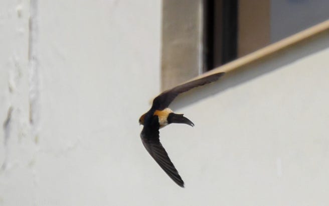 A Flight Of Barn Swallows Lalitha Krishnan Medium