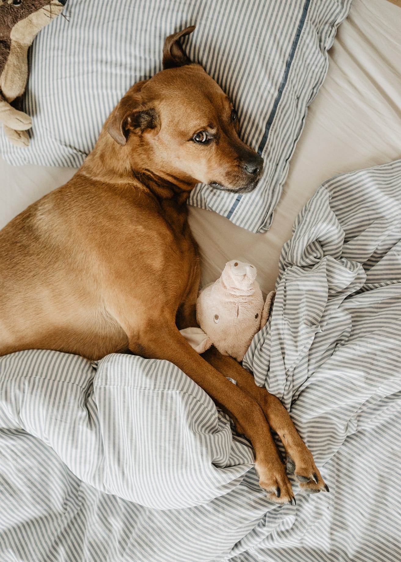 How To Adopt A Dog In Nyc So You Ve Finally Decided To Add A By Mary Cella Coconuts Medium