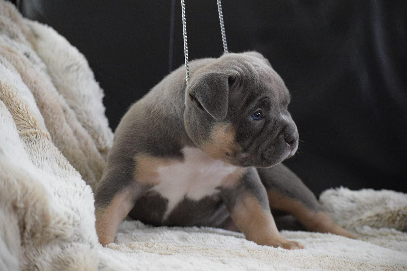 What Is A Pocket Size American Bully Micro Vs Pocket Standard Xl The Exotic Bully Venomline What Is A Pocket Size American Bully Micro Vs Pocket Standard Xl The Exotic Bully Venomline
