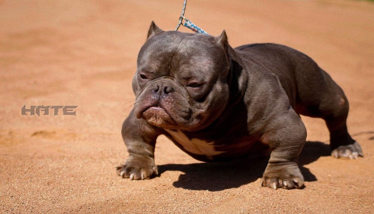 What Is A Pocket Size American Bully Micro Vs Pocket Standard Xl The Exotic Bully Venomline