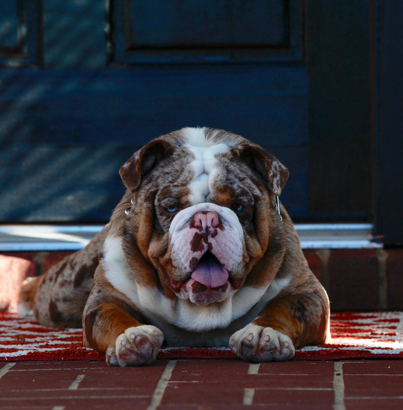 How to breed a merle bully
