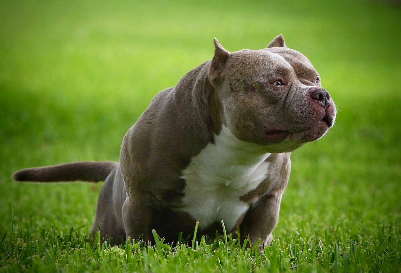 What Is A Pocket Size American Bully Micro Vs Pocket Standard Xl The Exotic Bully Venomline What Is A Pocket Size American Bully Micro Vs Pocket Standard Xl The Exotic Bully Venomline