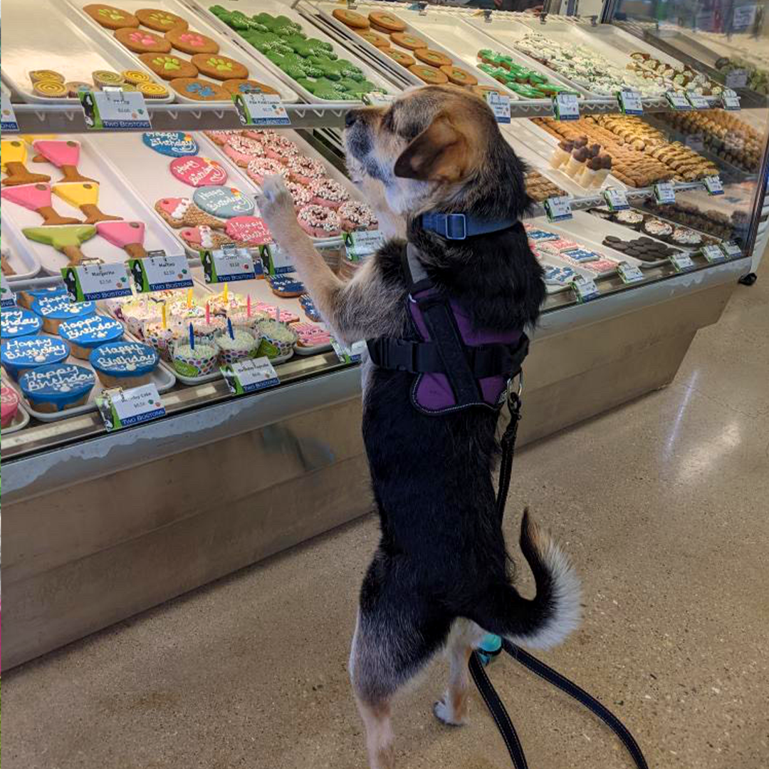 Amazon And Chewy Won The Puppy Boom Now Pet Shops Are Biting Back By Patrick J Sauer Marker