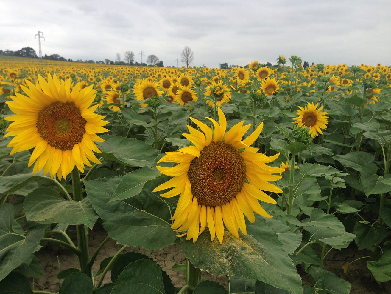 Scooters and sunflowers and nudists