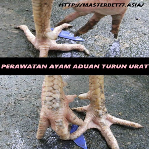 76 Gambar Ayam Turun Urat Terlihat Keren 76 Gambar Ayam Turun Urat Terlihat Keren