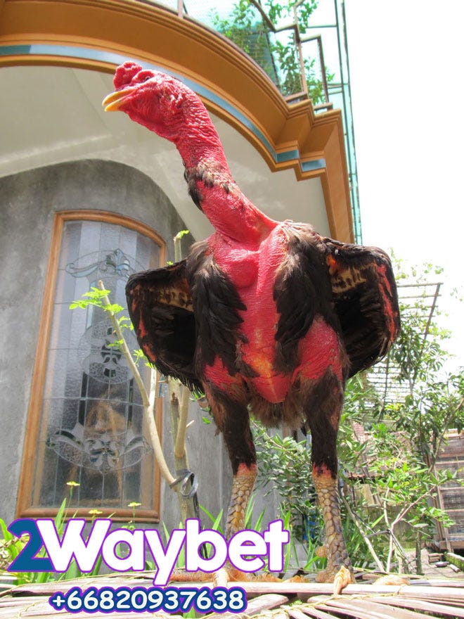 Jenis Dan Harga Ayam Tarung Jawara Nata Decoco Medium