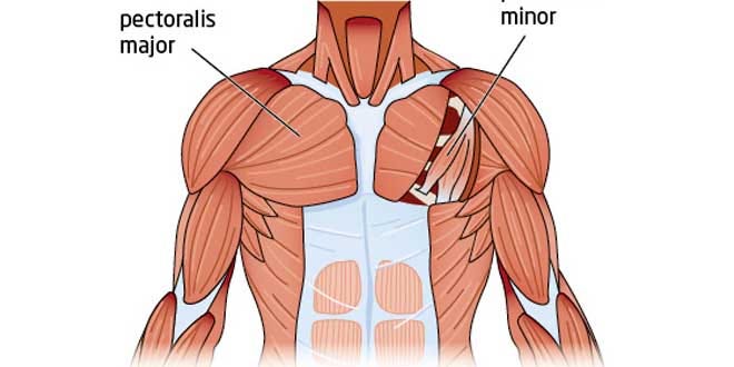 How to strengthen your Hands, Chest and Shoulders with Yamuna®. | by ...
